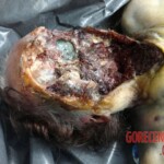 Elderly woman posthumously eaten by her 14 dogs