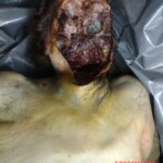 Elderly woman posthumously eaten by her 14 dogs