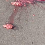 Executed by shotgun blast on street in broad daylight