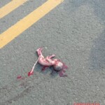 Fetus ejected from mother during motorcycle accident