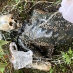 Heavily decomposed corpse found