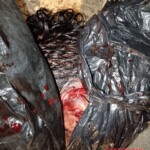 Human remains in plastic bags scattered across city of Chinautla