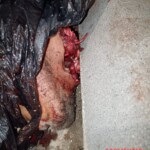 Human remains in plastic bags scattered across city of Chinautla