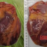 Man died after ingesting poisonous root