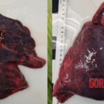 Man died after ingesting poisonous root