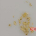 Man died after ingesting poisonous root