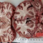 Man died after ingesting poisonous root