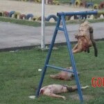 Massacre at children's playground during Chechen war