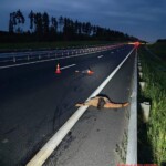 Nighttime pedestrian fatally struck and torn apart by BMW driver