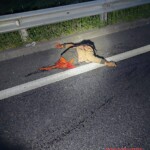 Nighttime pedestrian fatally struck and torn apart by BMW driver