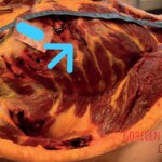 Stabbed to death by her partner