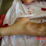 Suicide jumper after impact from skyscraper rooftop