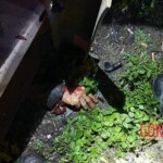 Three killed as Mercedes crashes at 190 mph