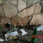 Two teenagers on scooter died after head-on crash into wall