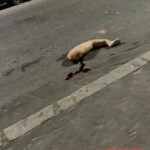 Two young women tragically died in head-on collision with car