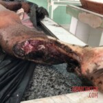 Edilson Rodrigues da Silva