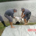 Mércia Mikie Nakashima