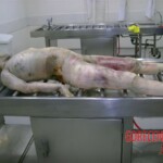 Mércia Mikie Nakashima