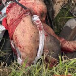 Brutal consequences of accident on BR-101