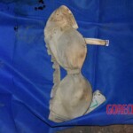 Dead woman pulled from submerged car