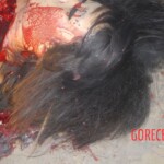 Discovery of murdered Chinese woman with chopped of hand