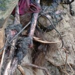 Eaten and rotten female remains found in ravine