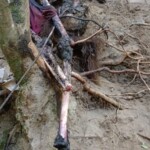 Eaten and rotten female remains found in ravine