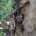 Eaten and rotten female remains found in ravine