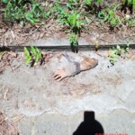 Eaten and rotten female remains found in ravine