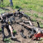 Five electrical cable thieves ended up fried