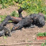 Five electrical cable thieves ended up fried