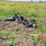 Five electrical cable thieves ended up fried