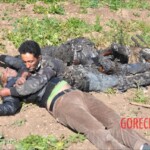 Five electrical cable thieves ended up fried