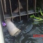 Guy dismembered his girlfriend and throw her piece by piece into canal