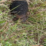 Guy found with severed head near Laje town