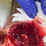 His dog ate his big toe while he was sleeping