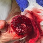 His dog ate his big toe while he was sleeping