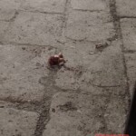 Machete murder of man, followed by attempted murder of woman