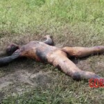 Naked burned woman with signs of torture found