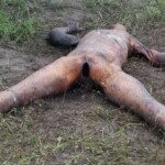 Naked burned woman with signs of torture found