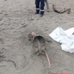 Ocean in Ecuador washed three bodies ashore