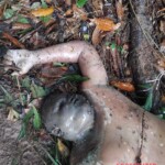 Security guard found in forest in state of decomposition