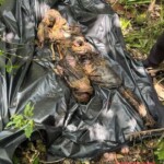 Severely decomposed hanged man found in jungle