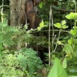 Severely decomposed hanged man found in jungle