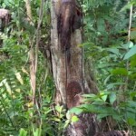 Severely decomposed hanged man found in jungle