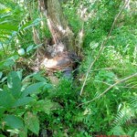 Severely decomposed hanged man found in jungle