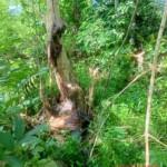 Severely decomposed hanged man found in jungle