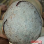 Examination and autopsy of female victim of machete attack