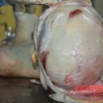 Examination and autopsy of female victim of machete attack