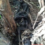 Mummified human body found in Indonesian rainforest